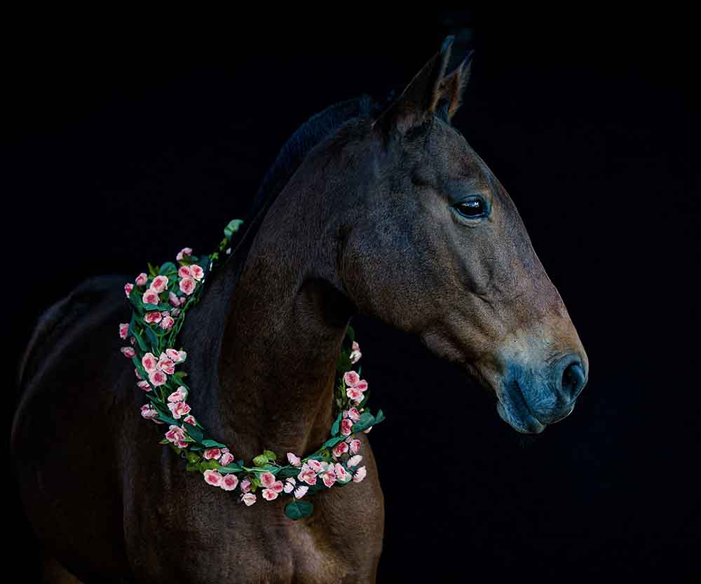 Polopferd mit Blumenkranz, Pferde Portrait vor schwarzem Hintergrund
